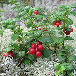 Lingonberry, Mountain cranberry